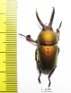 Lamprima adolphinae  Indonesia, Papua  32mm - INSECTS-STORE.RU