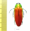 Belionota sp.  Malaysia - INSECTS-STORE.RU