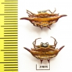 Arachnida sp.  Indonesia, Java - INSECTS-STORE.RU