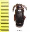 Paussinae sp.  South Africa Rep. - INSECTS-STORE.RU