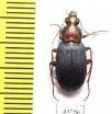 Chlaenius sp.  Tajikistan - INSECTS-STORE.RU