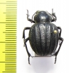 Pimelia costata  Spain - INSECTS-STORE.RU