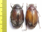 Exopholis hypoleuca  Malaysia - INSECTS-STORE.RU