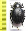 Pimelia costata  Spain - INSECTS-STORE.RU