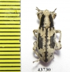 Curculionidae sp.  Tajikistan - INSECTS-STORE.RU