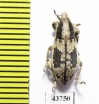 Curculionidae sp.  Tajikistan - INSECTS-STORE.RU