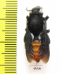 Hymenoptera sp.  South Africa Rep. - INSECTS-STORE.RU