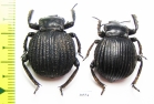 Gonopus sp.  Zambia - INSECTS-STORE.RU