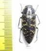 Lampetis dilaticollis  Mexico - INSECTS-STORE.RU
