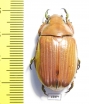 Chrysina paulseni  Mexico - INSECTS-STORE.RU