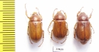 Panotrogus myschenkowi  Tajikistan - INSECTS-STORE.RU