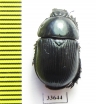 Phelotrupes laevifrons  China - INSECTS-STORE.RU