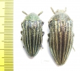 Julodis andreae  Iran, Hamadan prov. - INSECTS-STORE.RU