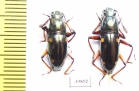 Erotylidae sp.  Indonesia, Halmahera isl. - INSECTS-STORE.RU