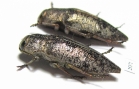 Dicerca aenea  Russia, Voronezh reg. - INSECTS-STORE.RU