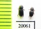 Aphodiinae sp.  Thailand - INSECTS-STORE.RU