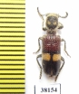 Cleridae sp.  Mali - INSECTS-STORE.RU