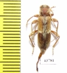 Trichoferus pallidus  France - INSECTS-STORE.RU