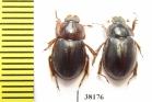 Hybosoridae sp., pair  Mali - INSECTS-STORE.RU