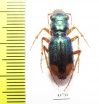 Megacephala euphratica  Tajikistan - INSECTS-STORE.RU
