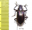 Tenebrionidae sp.  Indonesia, Sumatra - INSECTS-STORE.RU