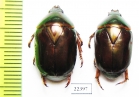 Rutelinae sp.  Peru - INSECTS-STORE.RU