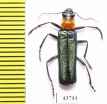 Cantharidae sp.  Indonesia, Sumatra - INSECTS-STORE.RU