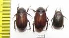 Melolonthinae sp.  Indonesia, Sumatra - INSECTS-STORE.RU
