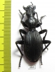 Anthia massilicatum?  South Africa Rep. - INSECTS-STORE.RU