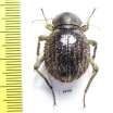Tenebrionidae sp.  South Africa Rep. - INSECTS-STORE.RU