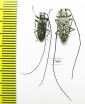 Cerambycidae sp.  South Africa Rep. - INSECTS-STORE.RU