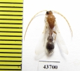 Mutillidae sp.  Iran, Hormozgan prov. - INSECTS-STORE.RU