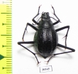Onymacris rugatipennis  Namibia - INSECTS-STORE.RU