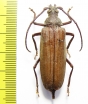 Aegosoma sp.  Thailand - INSECTS-STORE.RU