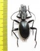 Anthia cinctipennis?  South Africa Rep. - INSECTS-STORE.RU