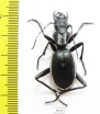 Anthia cinctipennis?  South Africa Rep. - INSECTS-STORE.RU