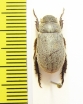 Rutelinae sp.  Ethiopia - INSECTS-STORE.RU