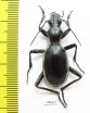 Anthia aemiliana  South Africa Rep. - INSECTS-STORE.RU