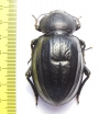 Psammodes sulcicollis  Zambia 60mm - INSECTS-STORE.RU