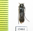 Stenostola ferrea  Czech Rep. - INSECTS-STORE.RU