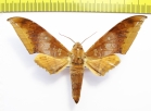 Sphingidae sp.  Laos - INSECTS-STORE.RU