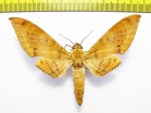 Sphingidae sp.  Indonesia, Sumatra - INSECTS-STORE.RU