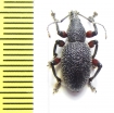 Curculionidae sp.  Croatia - INSECTS-STORE.RU