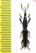Brentidae sp.  Peru - INSECTS-STORE.RU