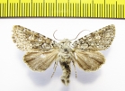 Lasionycta hampsoni  Russia, Altai reg. - INSECTS-STORE.RU
