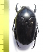 Lomaptera sp.  Indonesia, Sumatra - INSECTS-STORE.RU