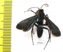 Hymenoptera sp.  South Africa Rep. - INSECTS-STORE.RU