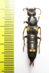 Staphylinidae sp.  China, Guangxi prov. - INSECTS-STORE.RU