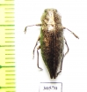 Dicerca sp.  Canada - INSECTS-STORE.RU