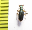 Cicindelinae sp.  Indonesia, Sulawesi - INSECTS-STORE.RU